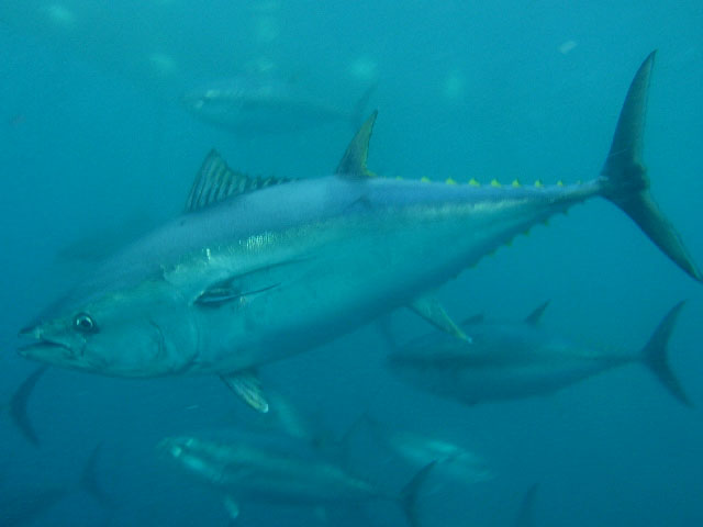 Thunnus thynnus (Tonno rosso)